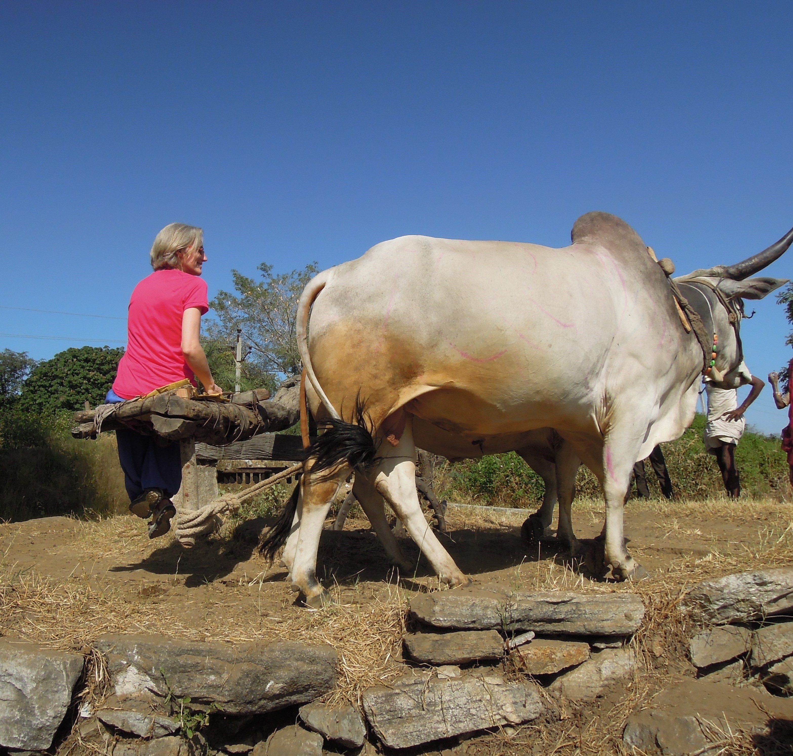 Céline irrigue le champ avec les bœufs en Inde