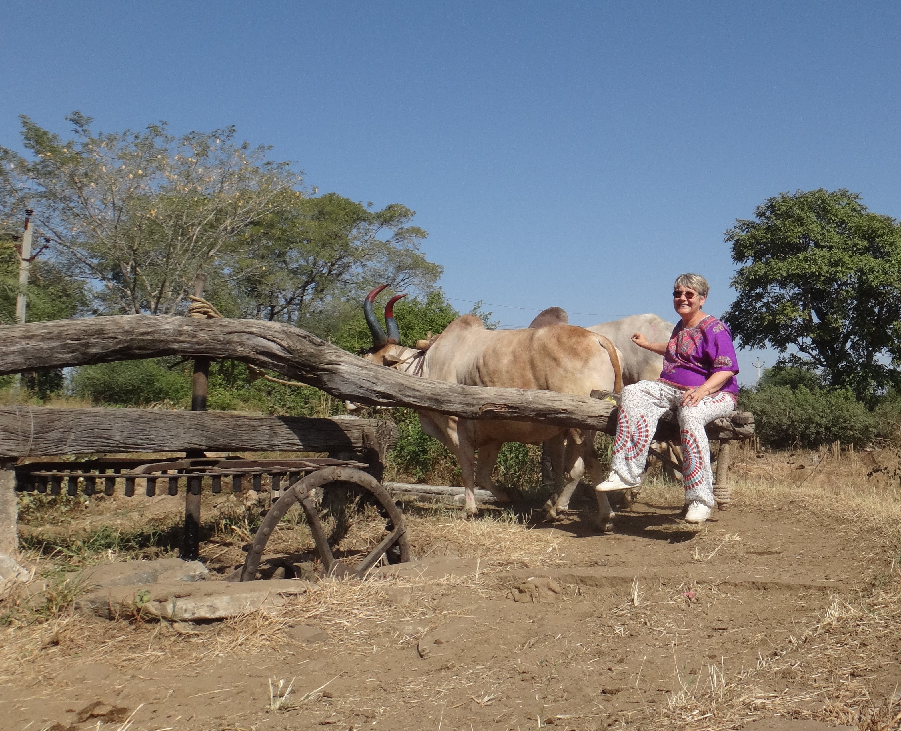 Irrigation avec Michèle et les bœufs en Inde