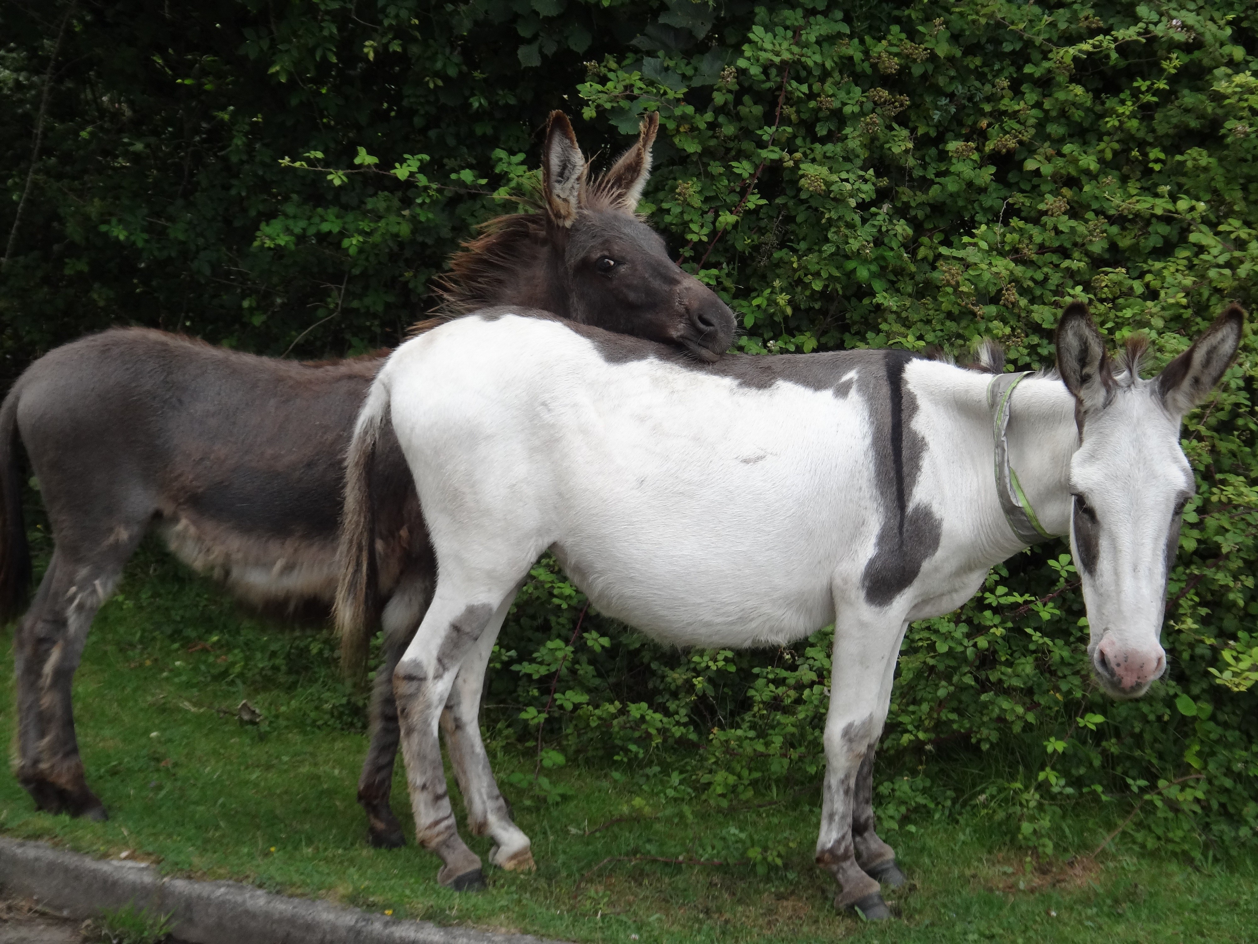 Magnifique rencontre avec deux ânes sauvages dans la New Forest (Angleterre) 