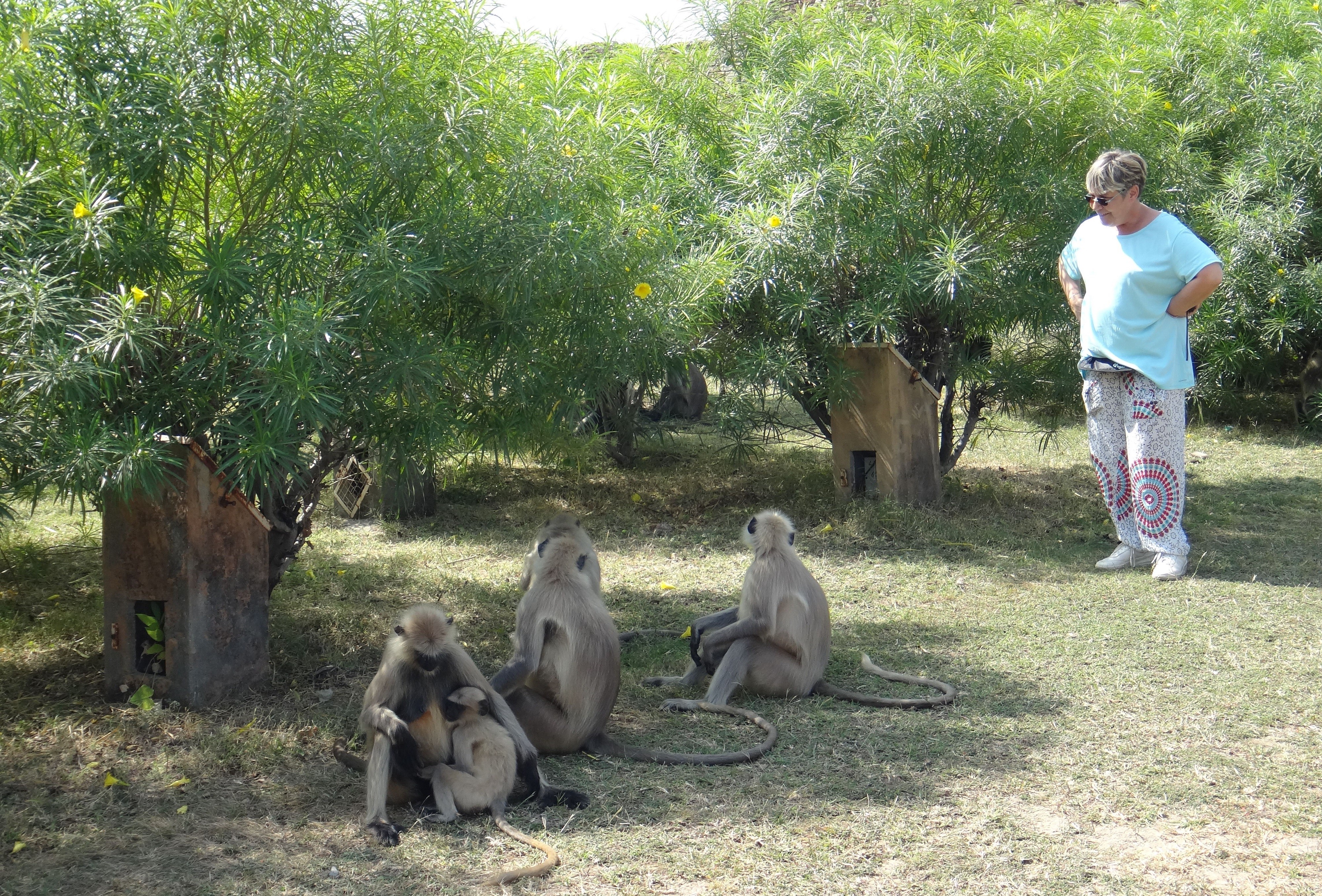 Michèle et un groupe de singes en Inde