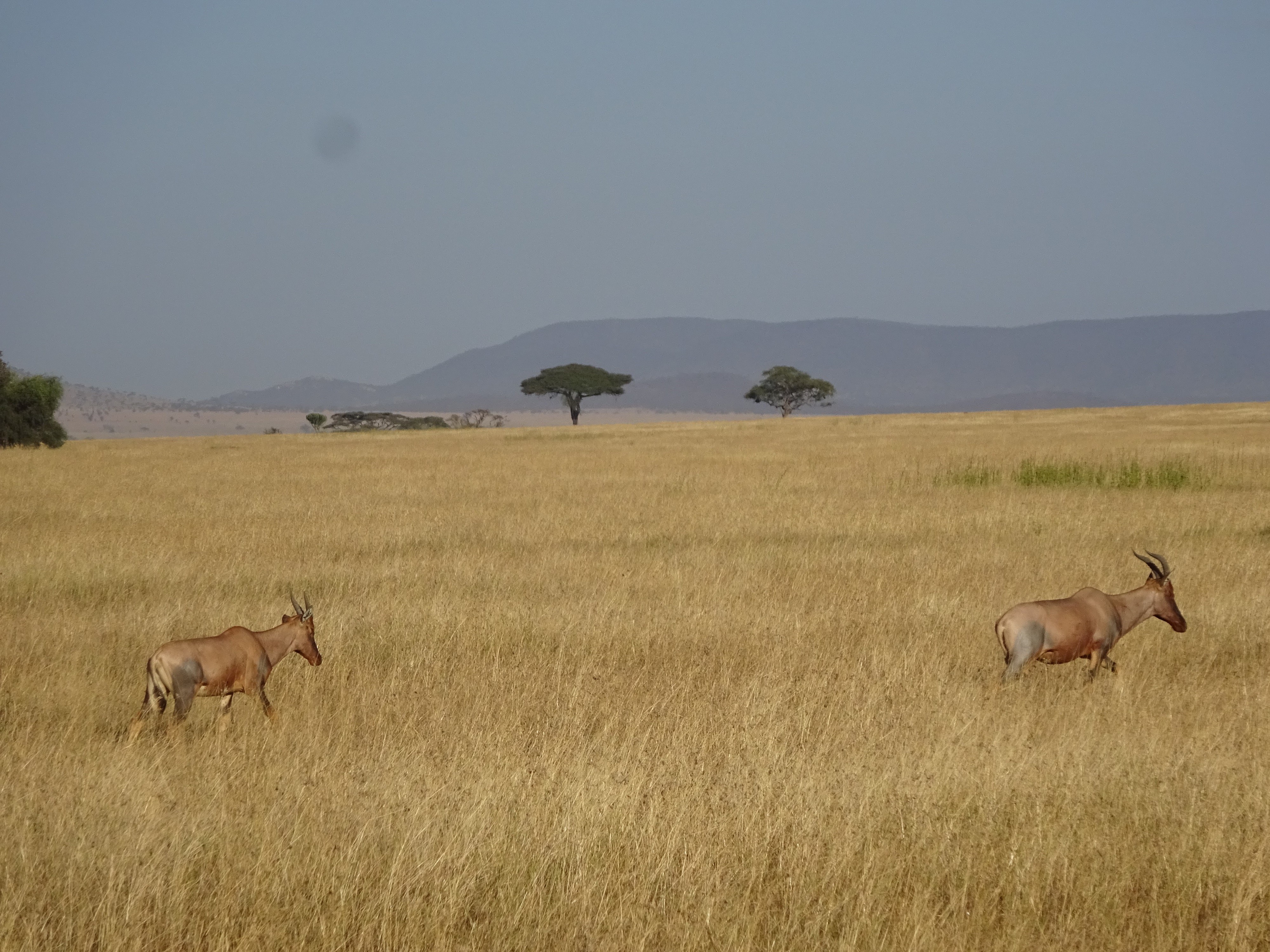 Parc du Serengeti en Tanzanie