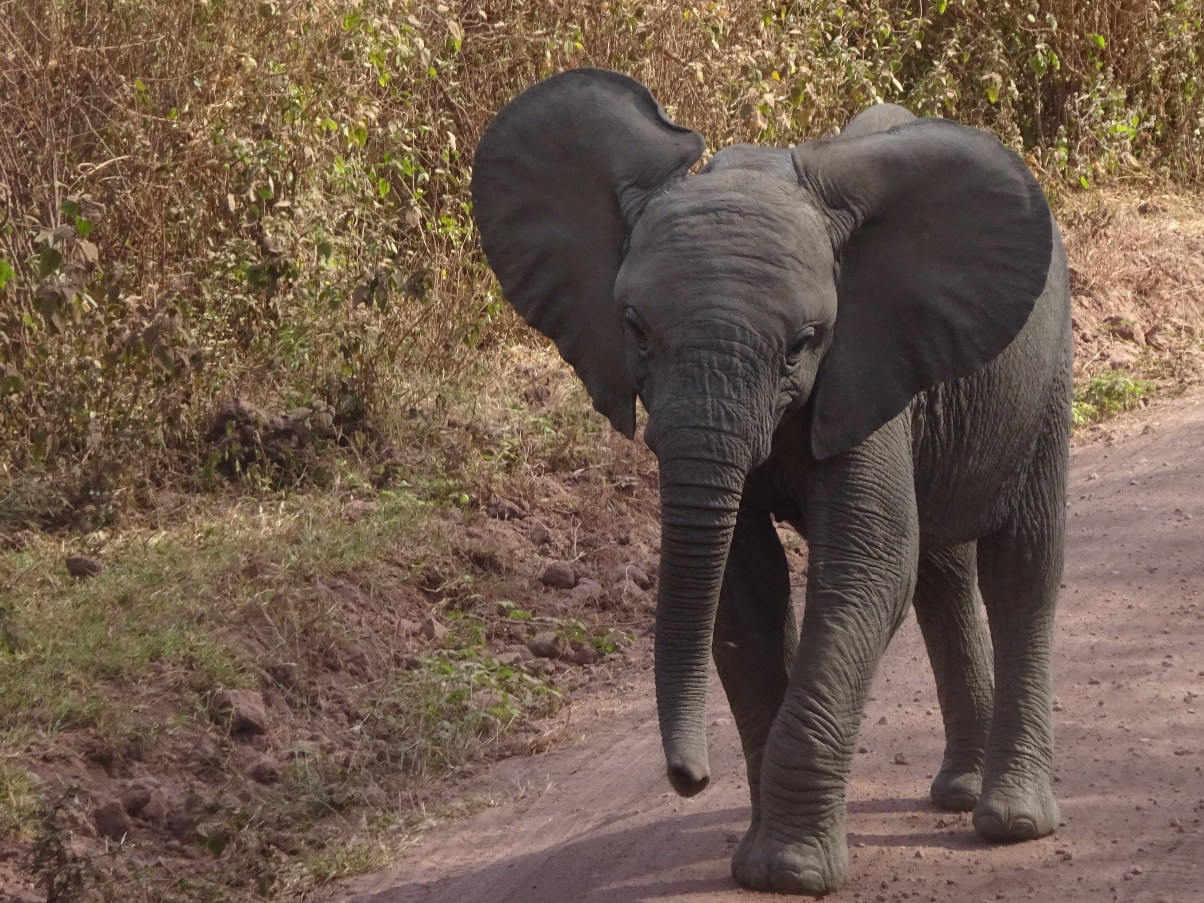 Rencontre avec un éléphant en Tanzanie 