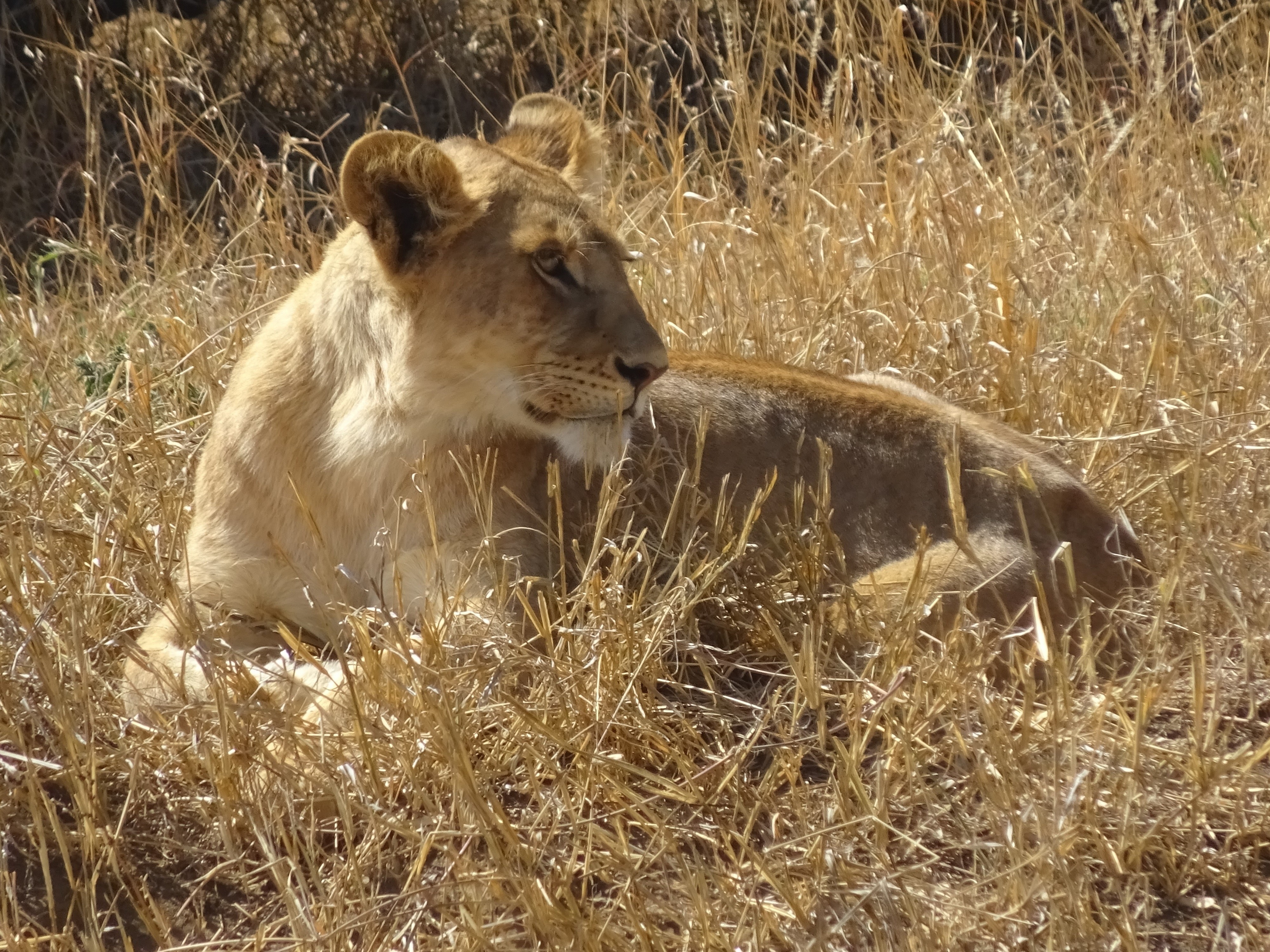 Rencontre avec un lionceau en Tanzanie