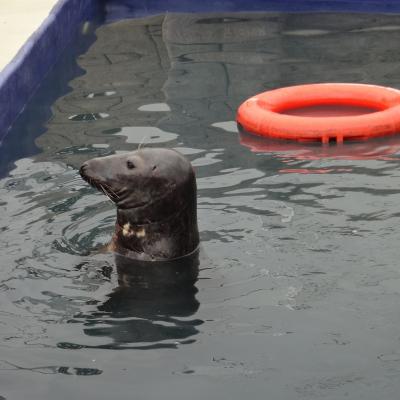 Sanctuaire pour otaries en Angleterre (juillet 2017) 