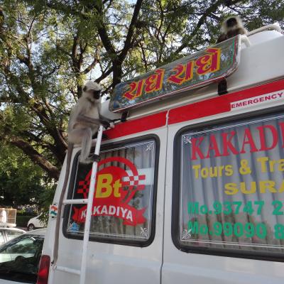 Singe visitant les bagages d'un groupe de touristes en Inde